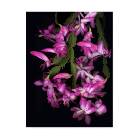Trademark Fine Art Susan S. Barmon 'Christmas Cactus' Canvas Art, 18x24 ALI34405-C1824GG